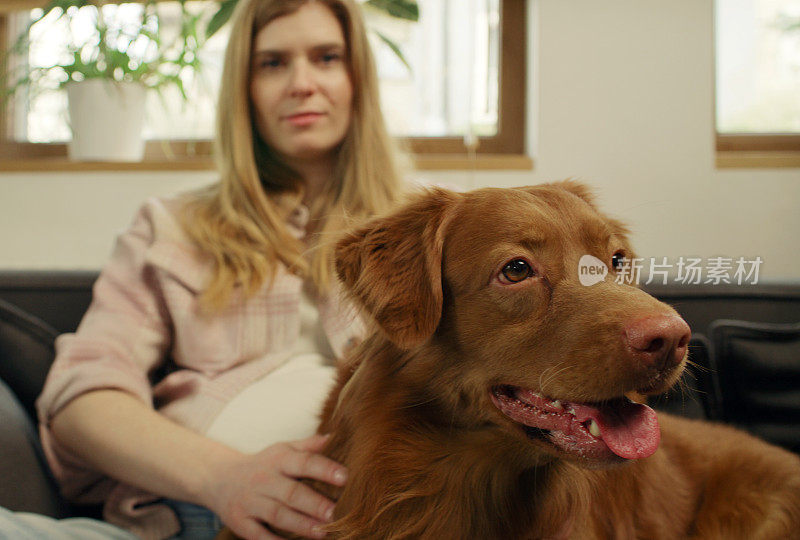 一位女士和心爱的宠物狗新斯科舍省鸭鸣猎犬一起躺在沙发上，愉快地抚摸着它