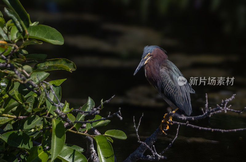 绿苍鹭，(绿苍鹭)，绿苍鹭。