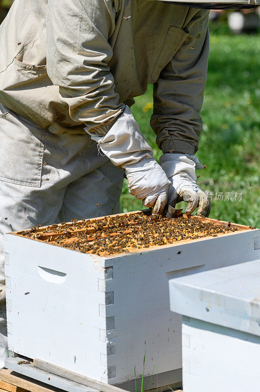 养蜂人检查蜂架，将它们从蜂箱中取出。