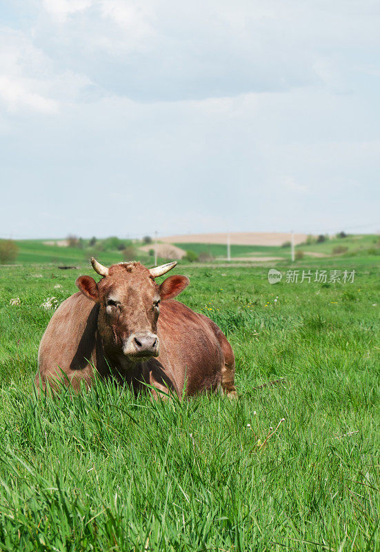 泽西牛品种。棕色的牛躺在绿色的草地上。