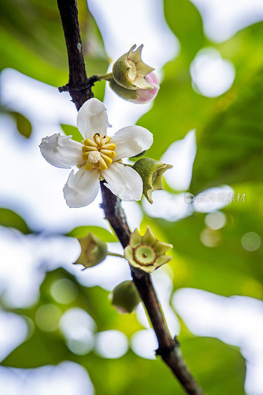热带树上的白色花朵和果实