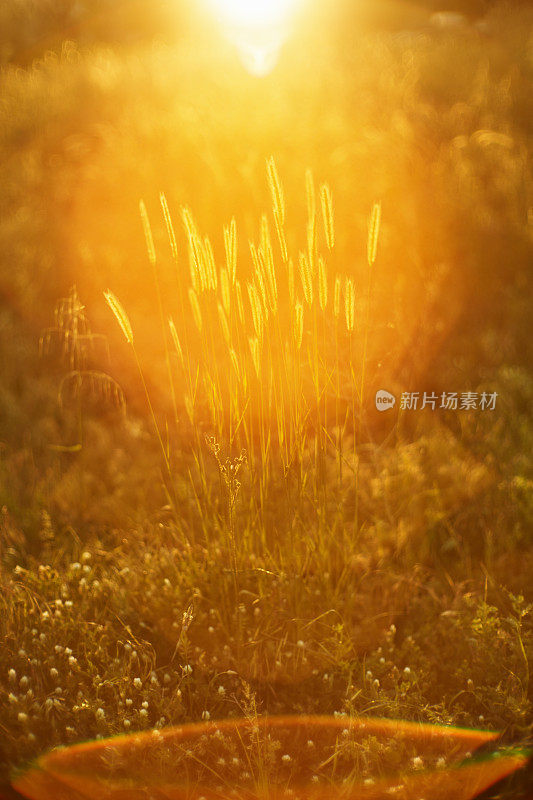 夕阳下的草地。美丽的草地与新鲜的草，阳光和黄色的镜头耀斑在大自然中，浅景深