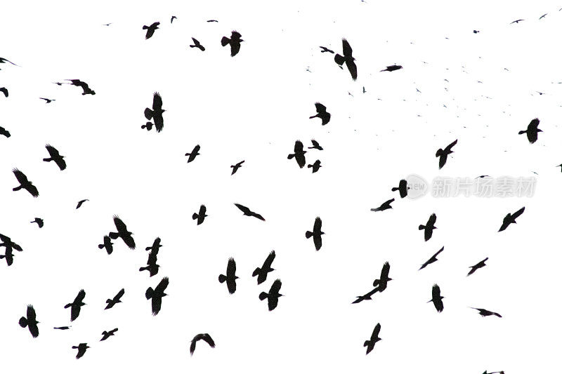 数不清的黑乌鸦迎着白鸦飞来飞去