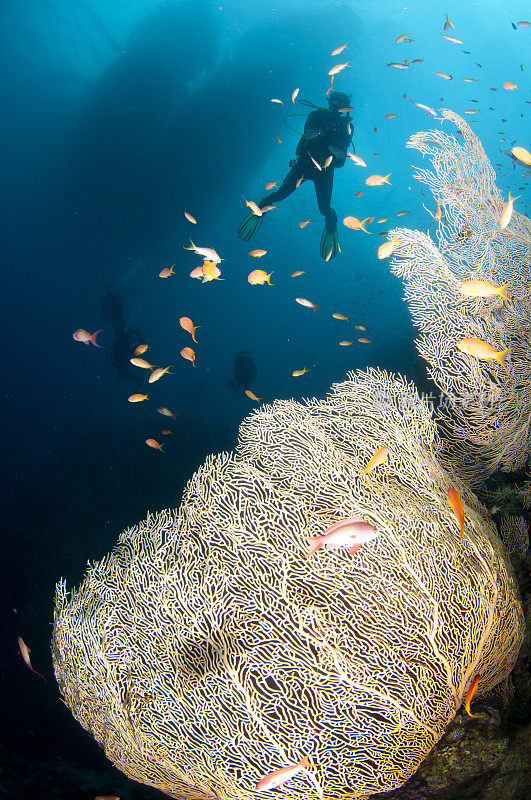 水肺潜水者在扇形珊瑚下游泳