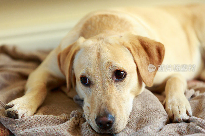 金色拉布拉多犬躺在毯子上休息