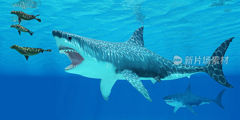 巨齿鲨攻击海豹