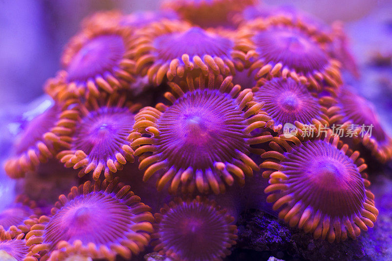 特写彩色珊瑚在水族馆珊瑚礁缸