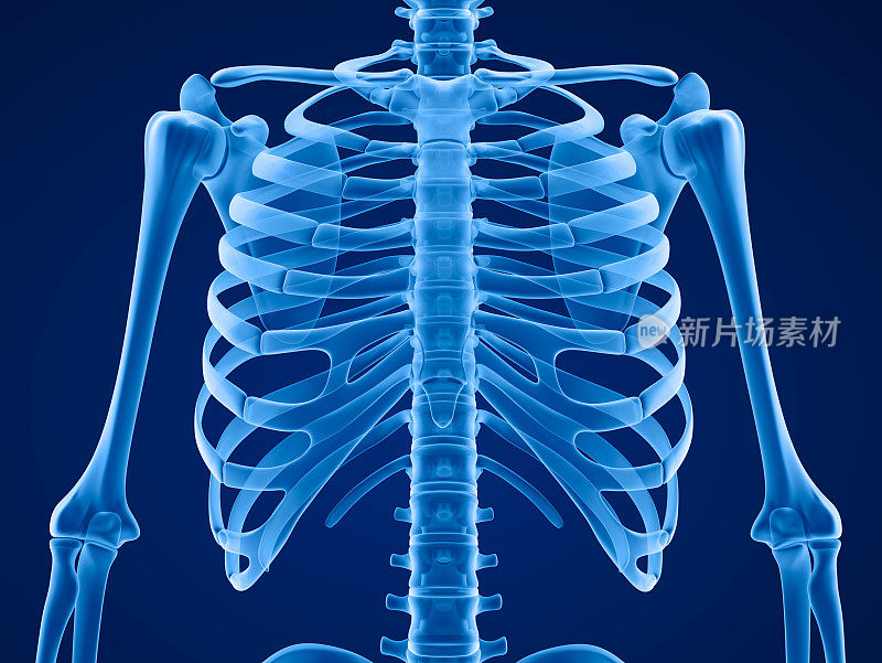 人体骨骼:胸部。前视图。