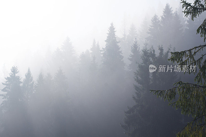 清晨，薄雾笼罩着山上的森林