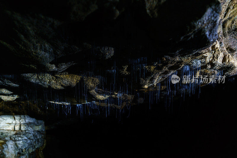 幼虫阶段的萤火虫，挂在一个短的，柔软的线从洞穴的顶部