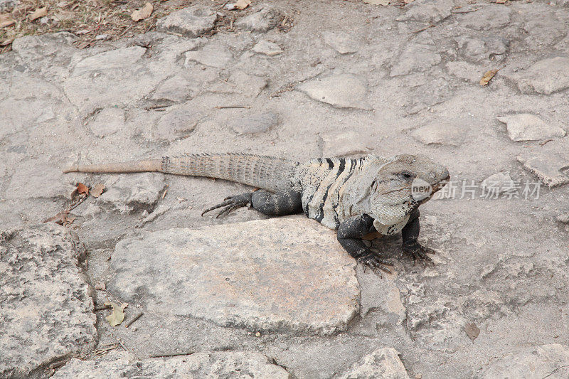 图卢姆废墟上的鬣蜥