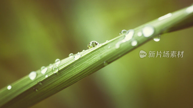 珍珠雨后