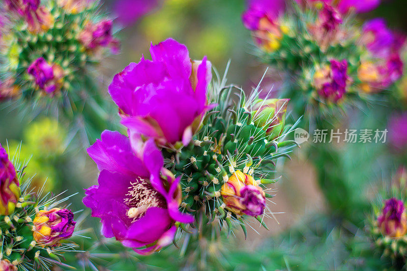 盛开的仙人掌花