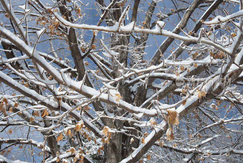 橡树枝干被冰雪覆盖