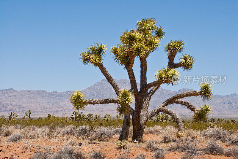 莫哈韦沙漠的约书亚树