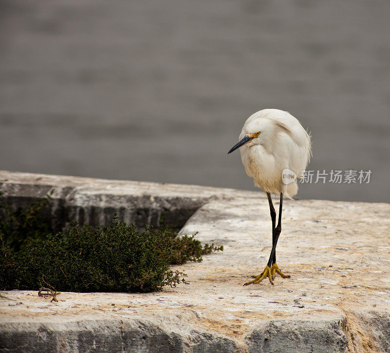 白鹭踱来踱去