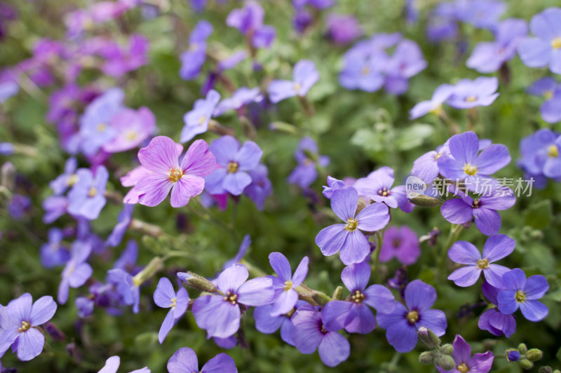 紫水芹