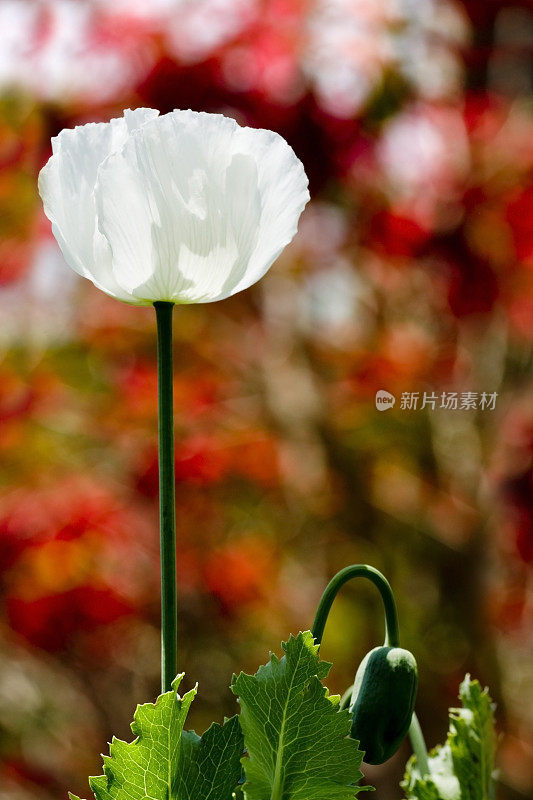 白色的罂粟花