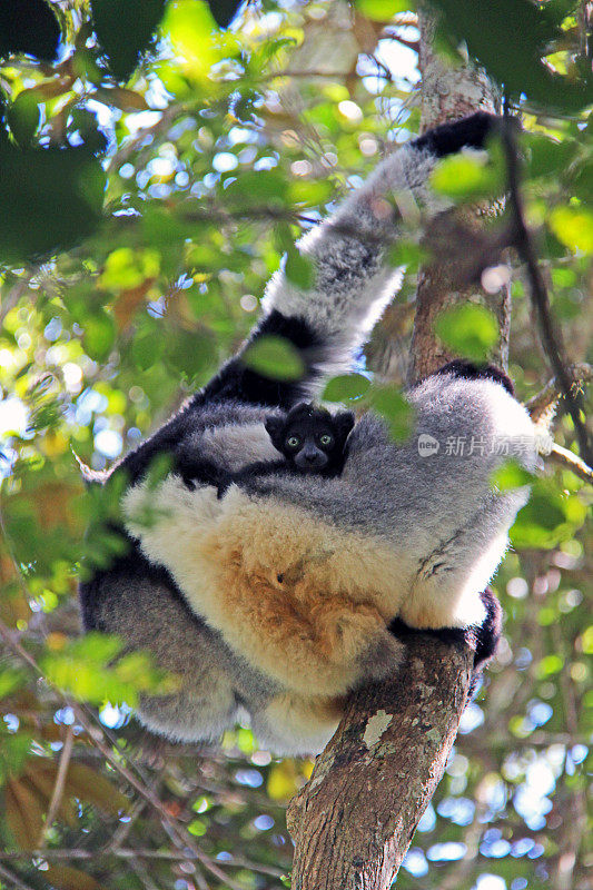 马达加斯加:Andasibe-Mantadia国家公园的大狐猴