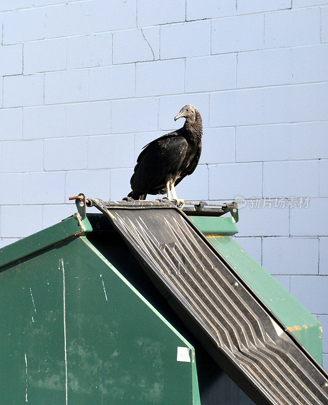 垃圾箱上的秃鹰