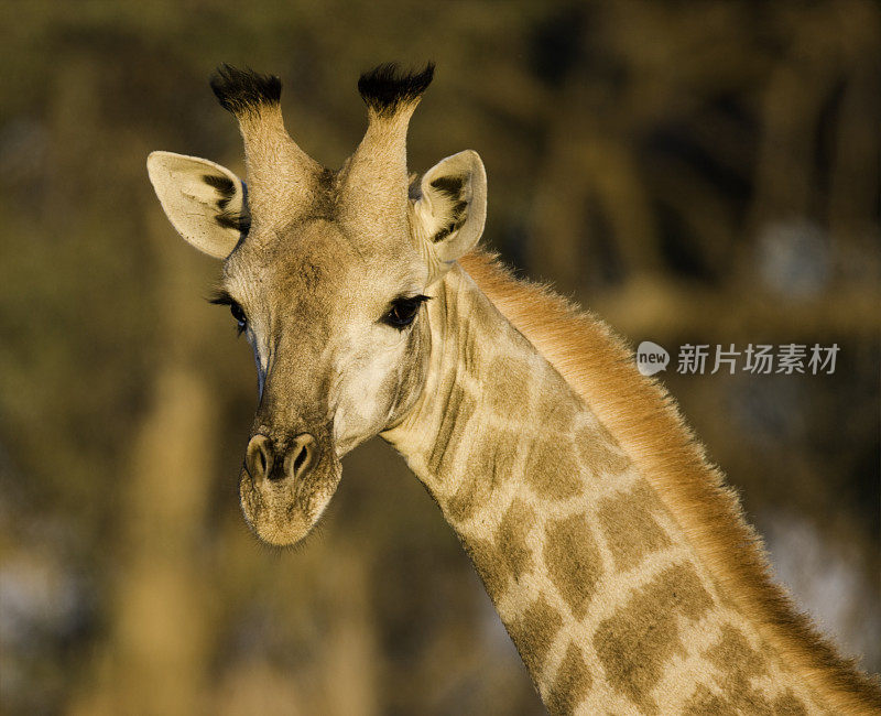 特写长颈鹿