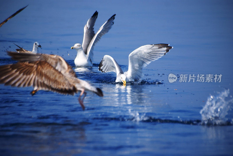 海鸥喂食