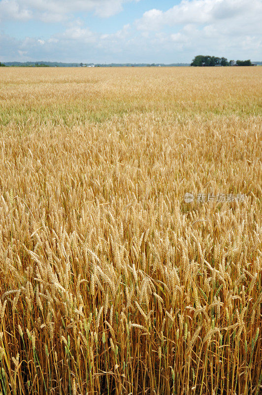 印第安纳春小麦准备收获