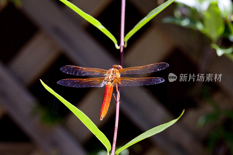 蜻蜓橙色