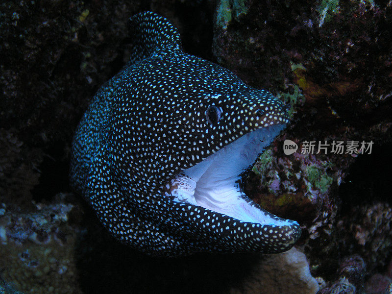 白嘴海鳗