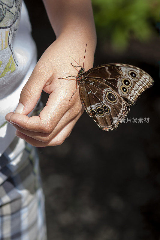 蝴蝶在手边
