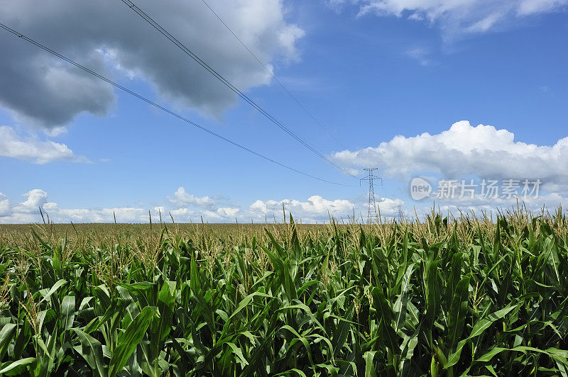 玉米地和高压电线