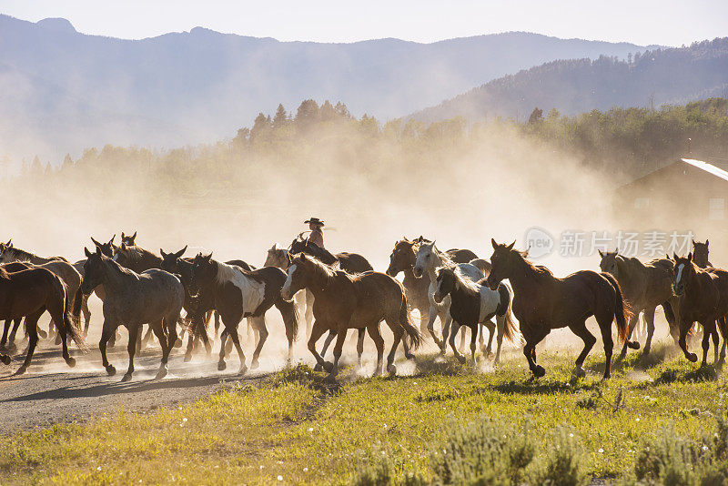 美国西部蒙大拿州牧场的女牛仔奔跑的马