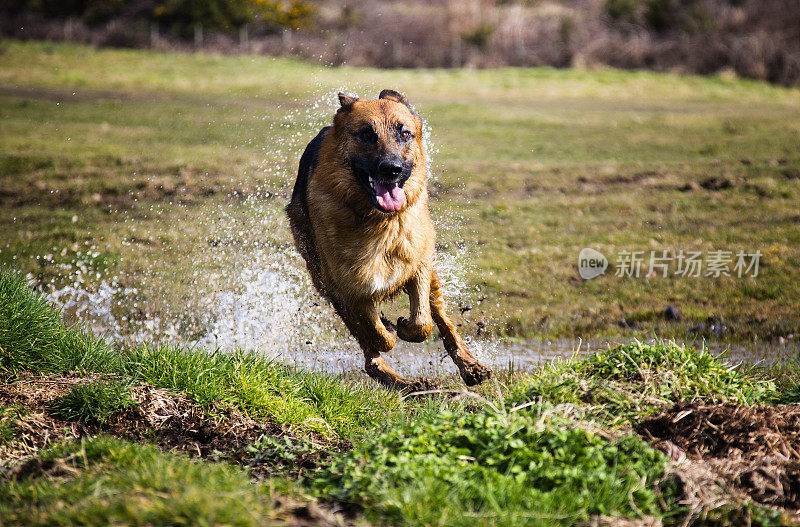 德国牧羊犬在被水浸透的围场奔跑