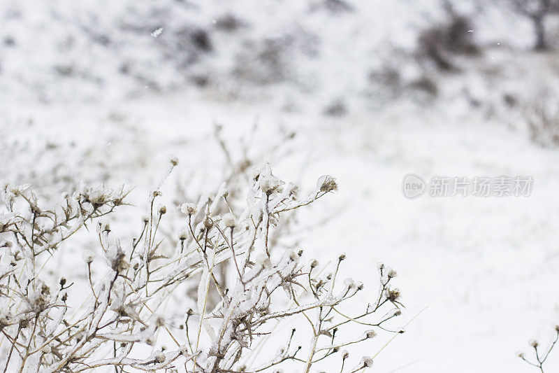 第一场雪的印象