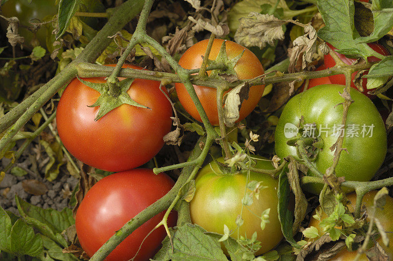 蕃茄在藤上成熟的特写