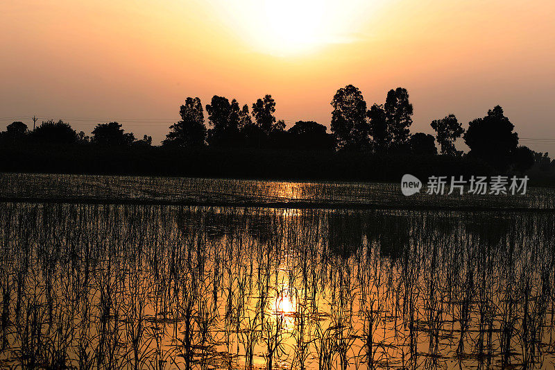 水稻作物与日落