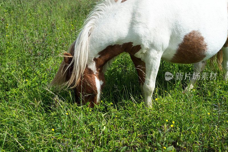 在田野里吃草的平托矮种马