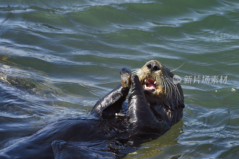 野生海獭在港口水域吃贝类的特写