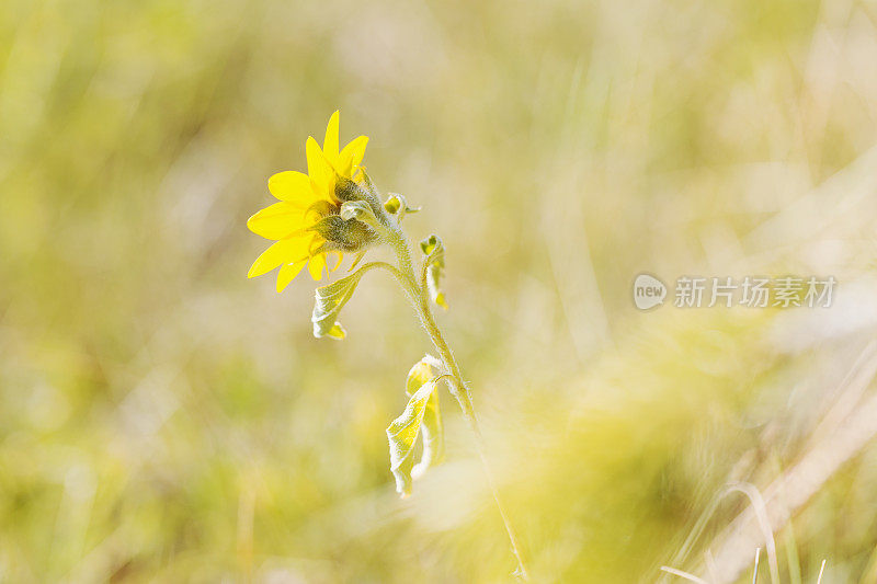 黄色的野花