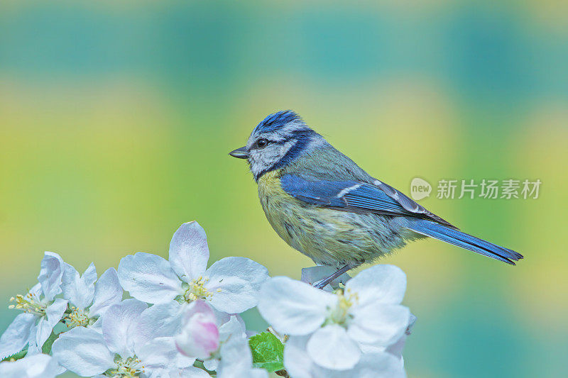 苹果枝上的蓝色山雀