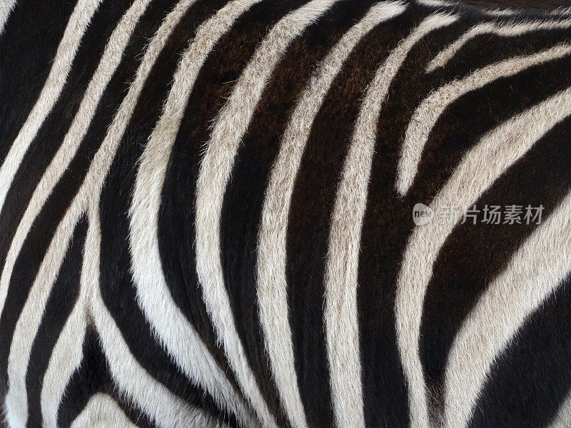 野生非洲斑马的黑白条纹