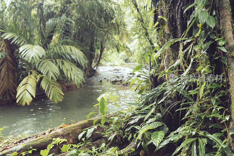 郁郁葱葱的热带雨林丛林景观与河流在哥斯达黎加