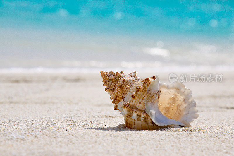 天堂海海滩上的贝壳