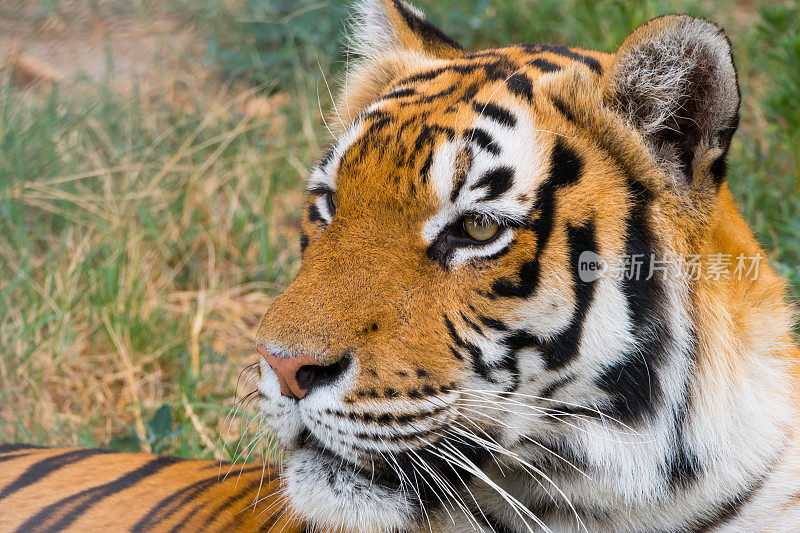 一只老虎的肖像——近照