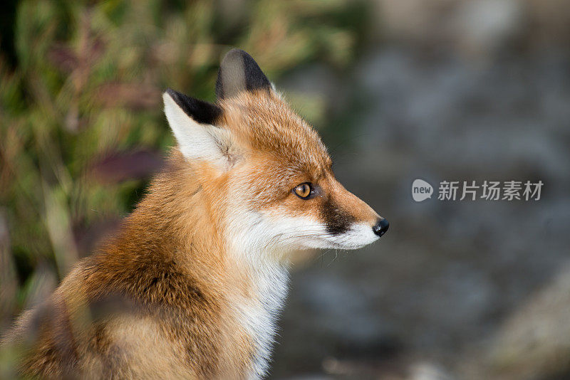 野生红狐，琥珀色，白色和黑色