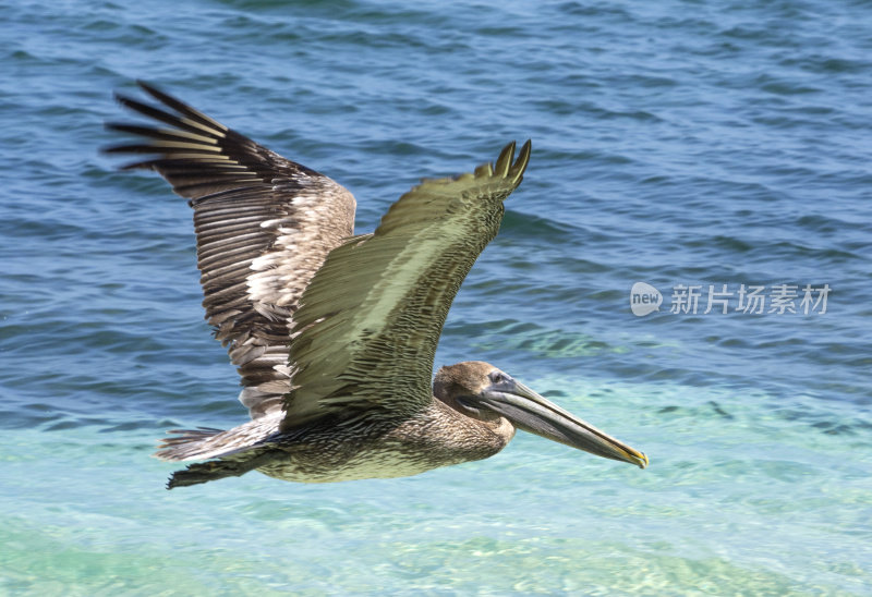 鹈鹕飞近了