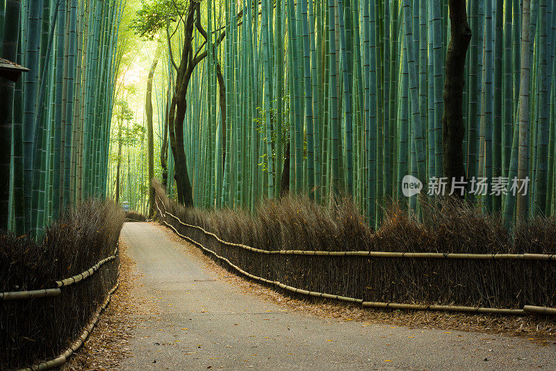 原始天然竹林