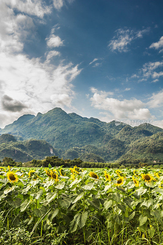 向日葵田在泰国与山区的背景