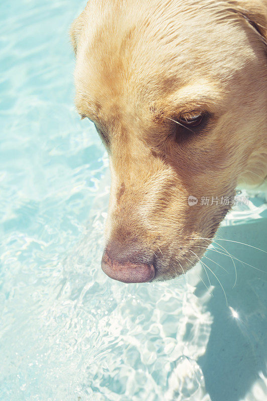 狗在游泳池里玩耍。
