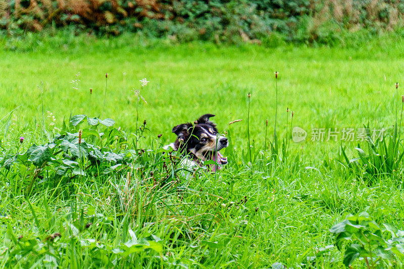 边境牧羊犬拿着棍子躺在草地上